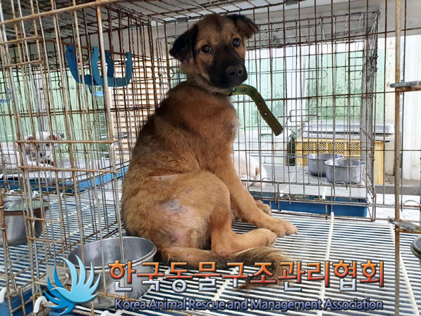 한국동물구조관리협회_441406202301177
